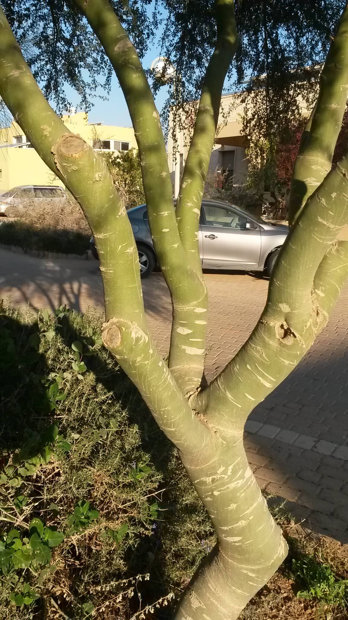 צרצידיון פרחוני