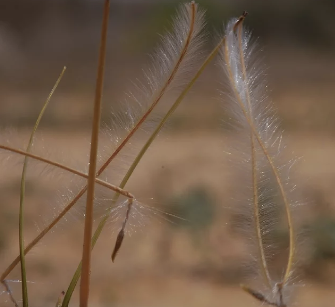 מקור החסידה השעיר