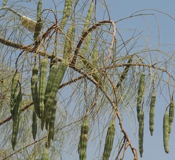 מורינגה רותמית