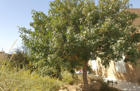עצים